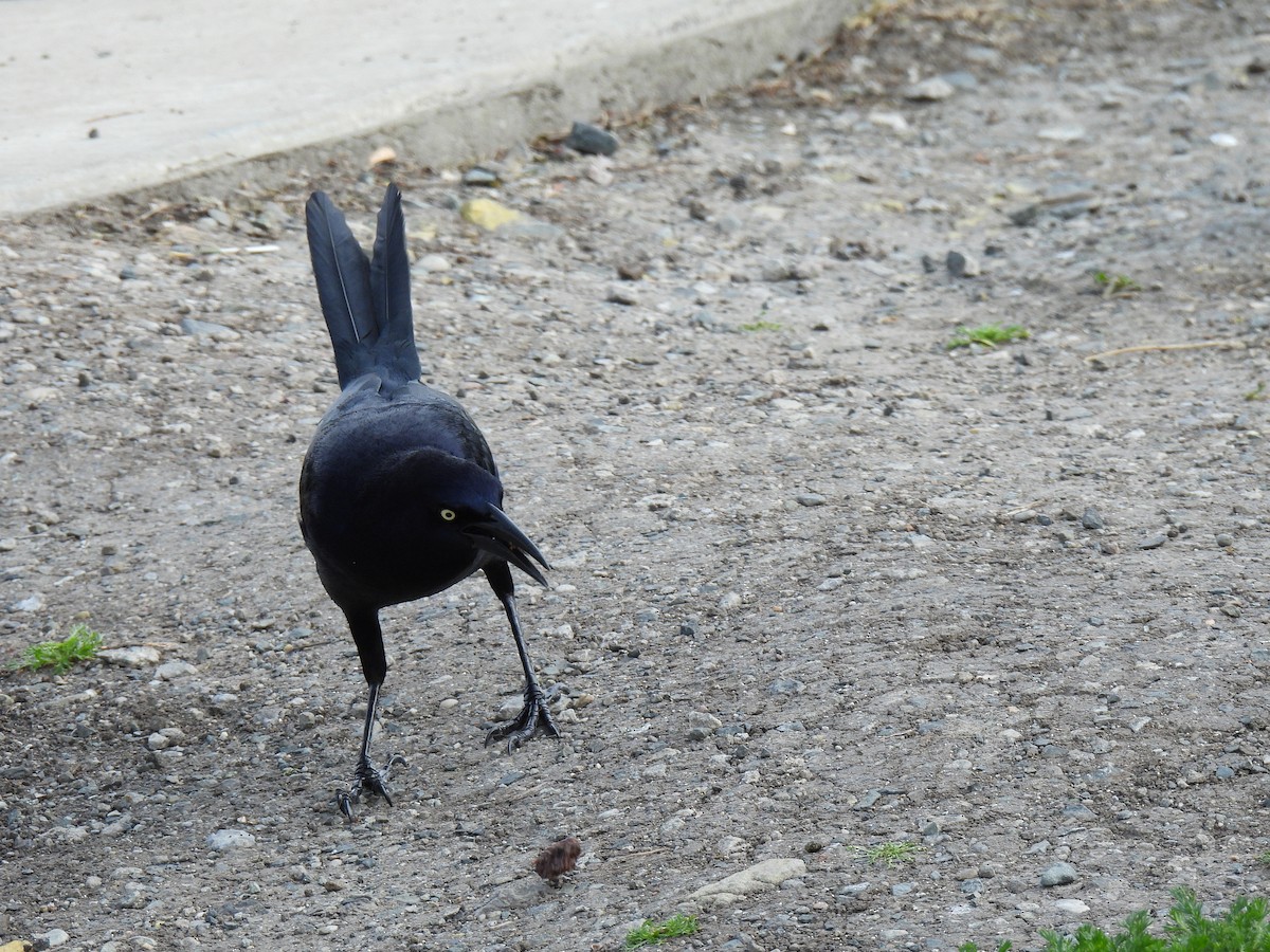 Great-tailed Grackle - ML632883948