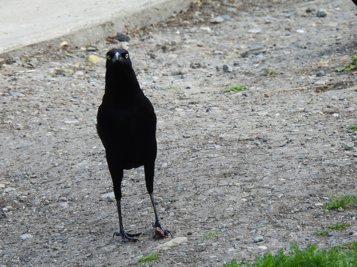 Great-tailed Grackle - ML632883961