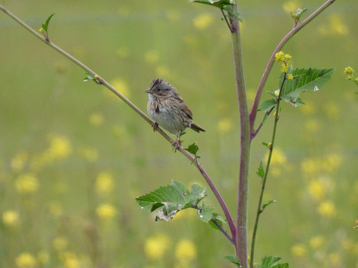 Lincoln's Sparrow - ML632883979