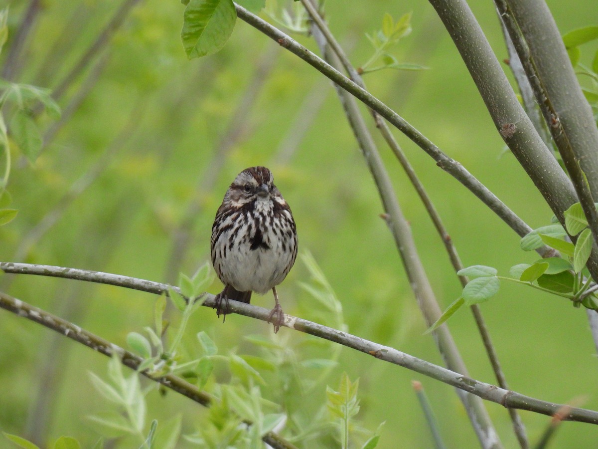 Song Sparrow - ML632883983