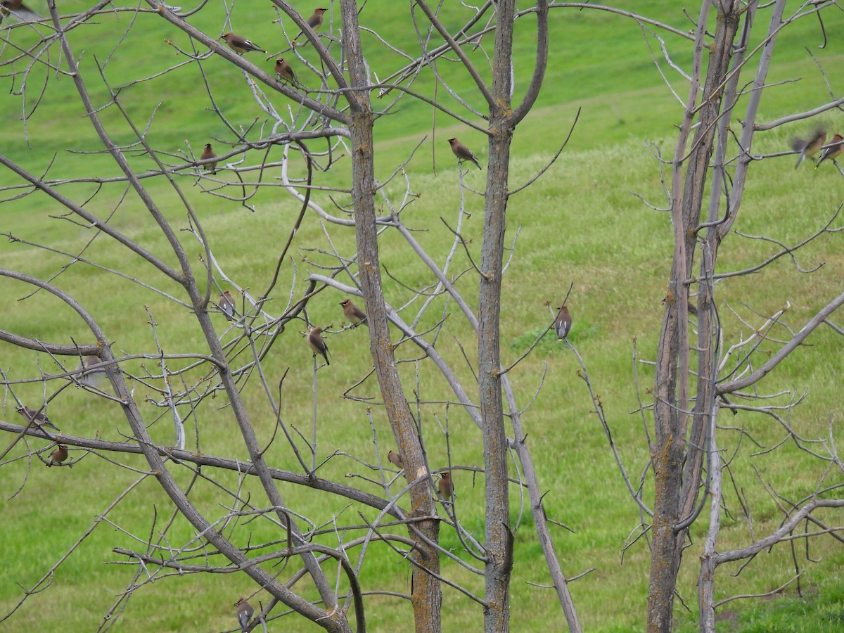 Cedar Waxwing - ML632883999