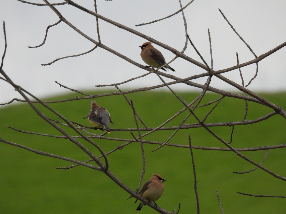 Cedar Waxwing - ML632884027
