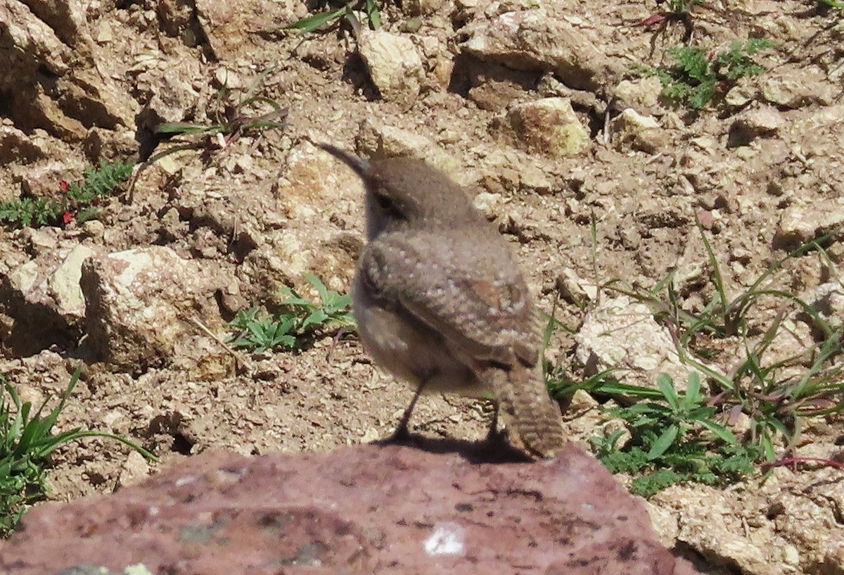 Troglodyte des rochers - ML632884044