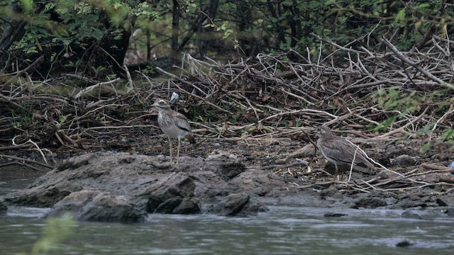 Senegal Thick-knee - ML632884108