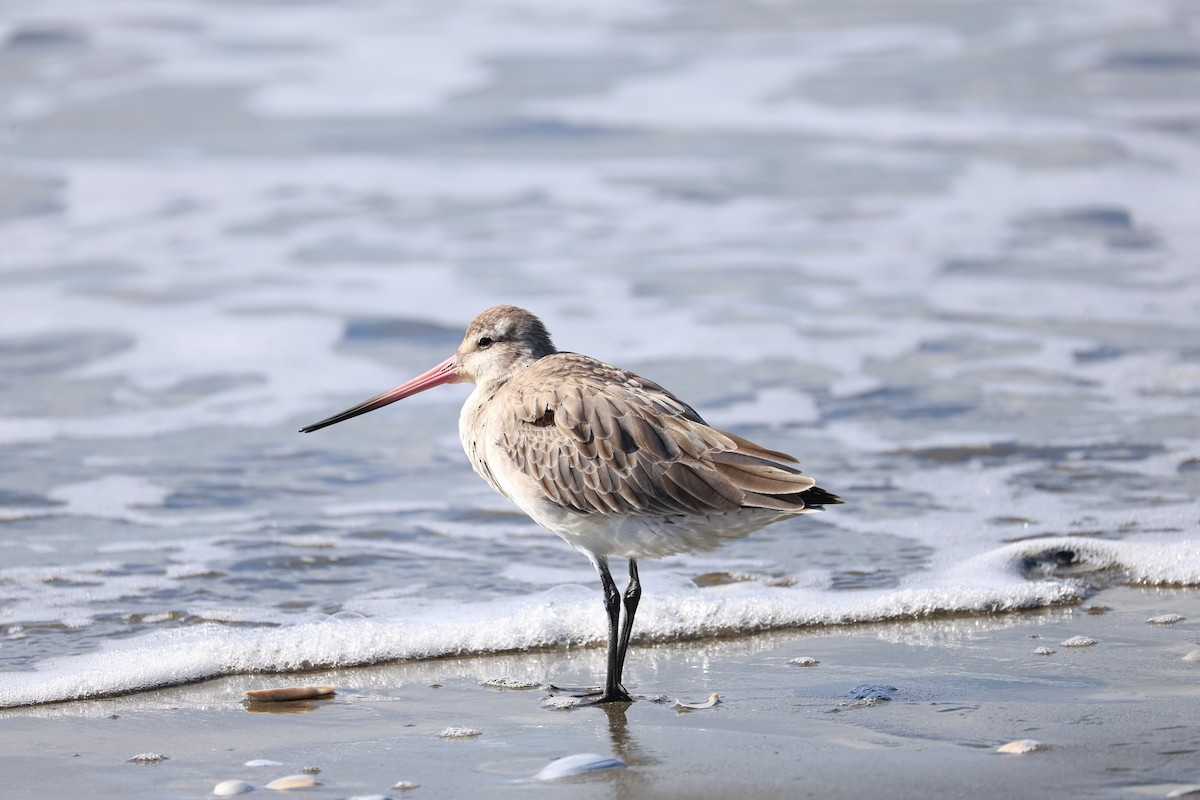 Bar-tailed Godwit - ML632884142