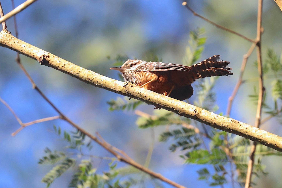 Band-backed Wren - ML632884145