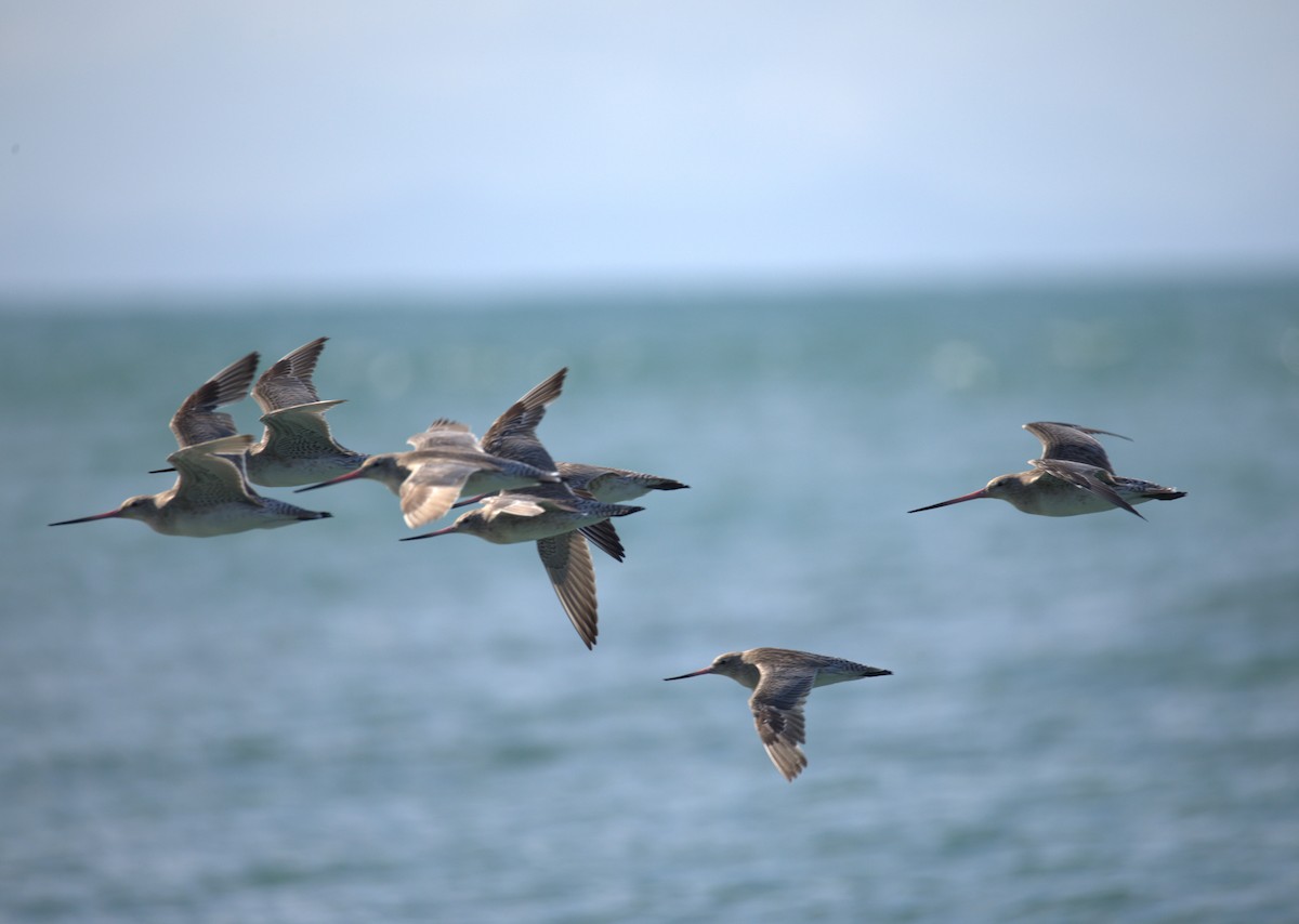 Bar-tailed Godwit - ML632884149