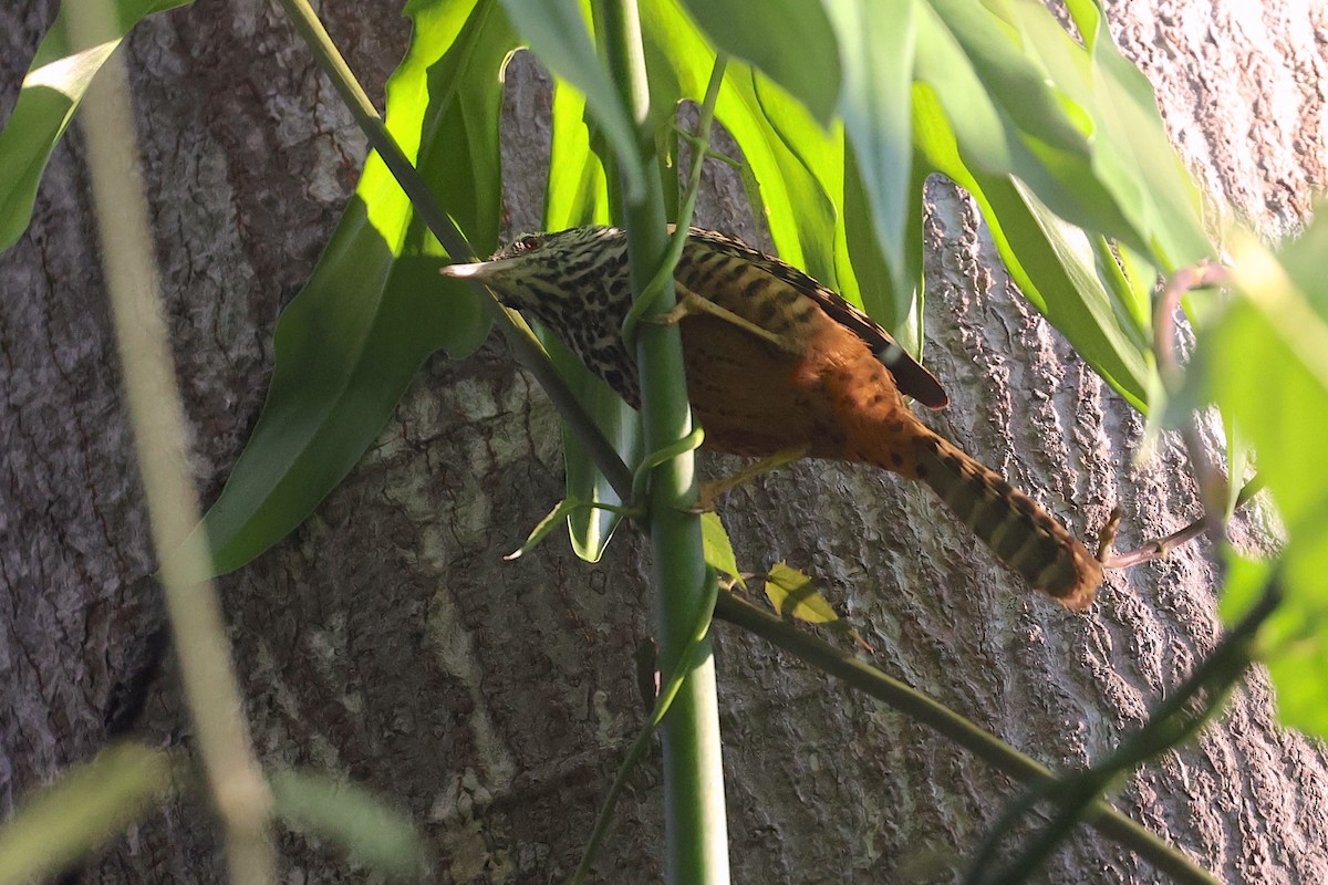 Band-backed Wren - ML632884163