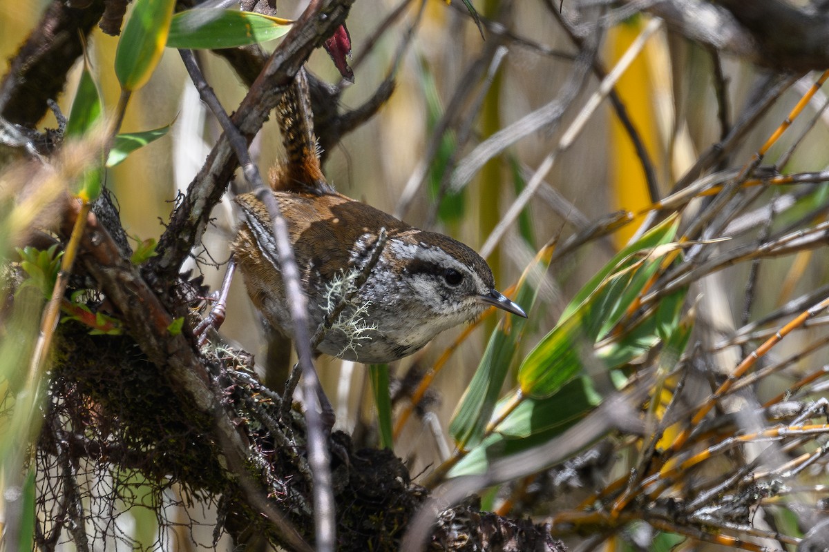 Timberline Wren - ML632884374