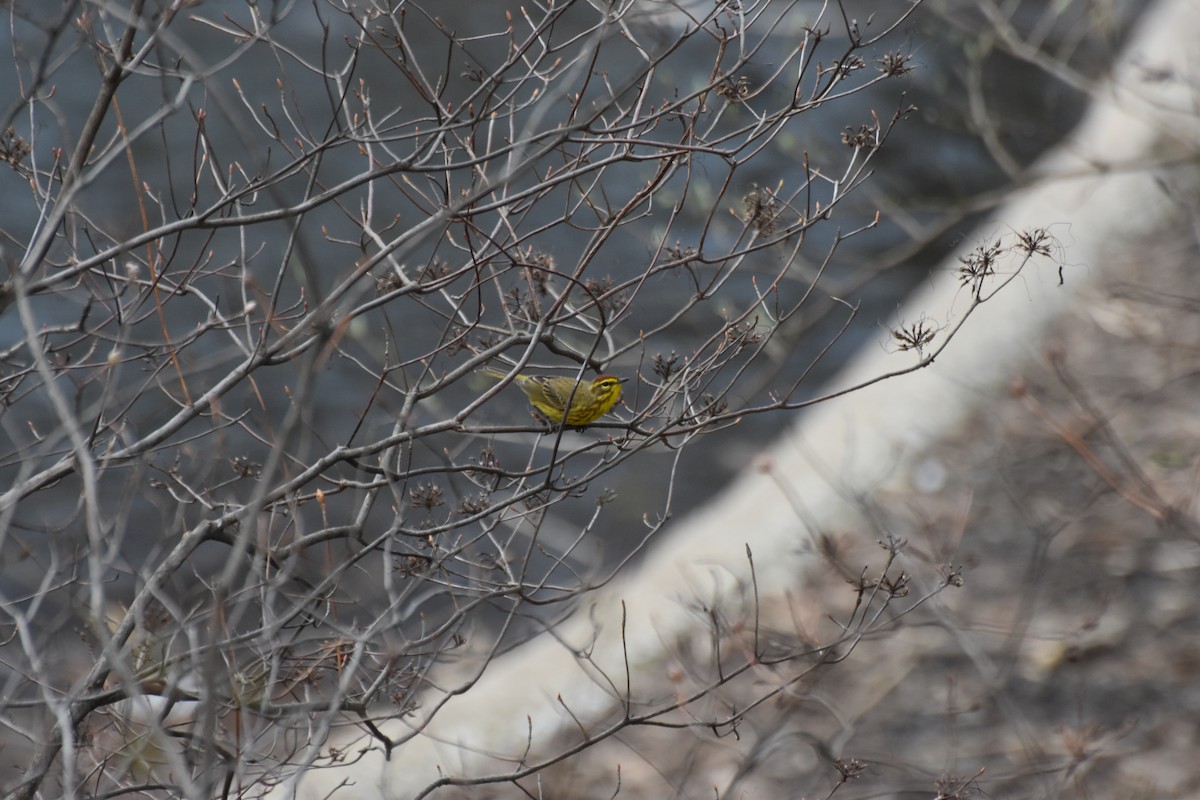 Palm Warbler - ML632884490
