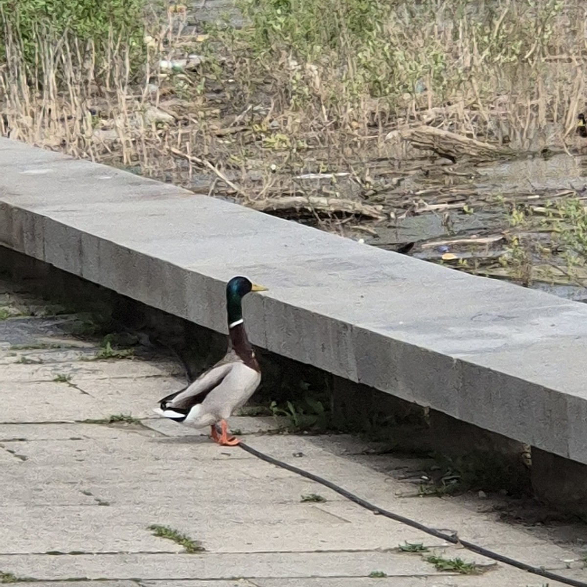 Mallard - ML632884499