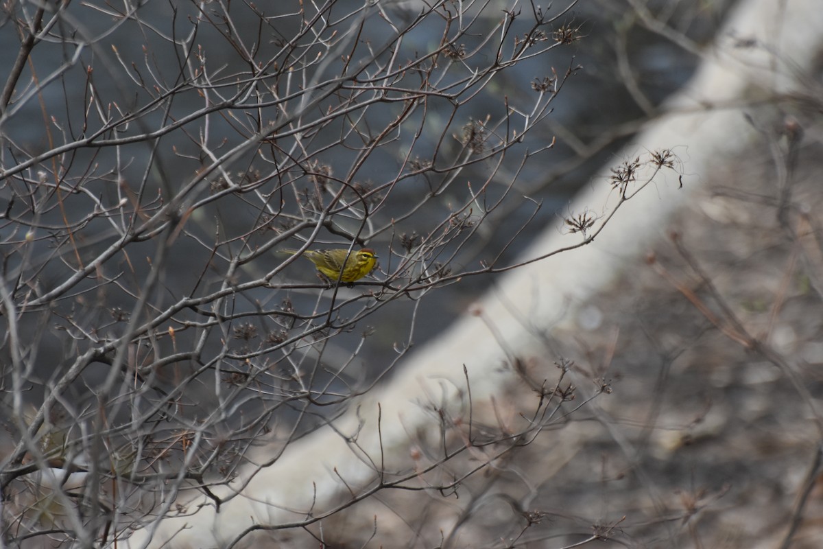 Palm Warbler - ML632884500