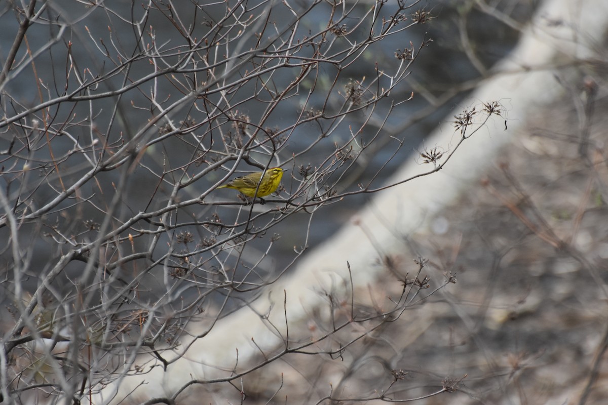Palm Warbler - ML632884514