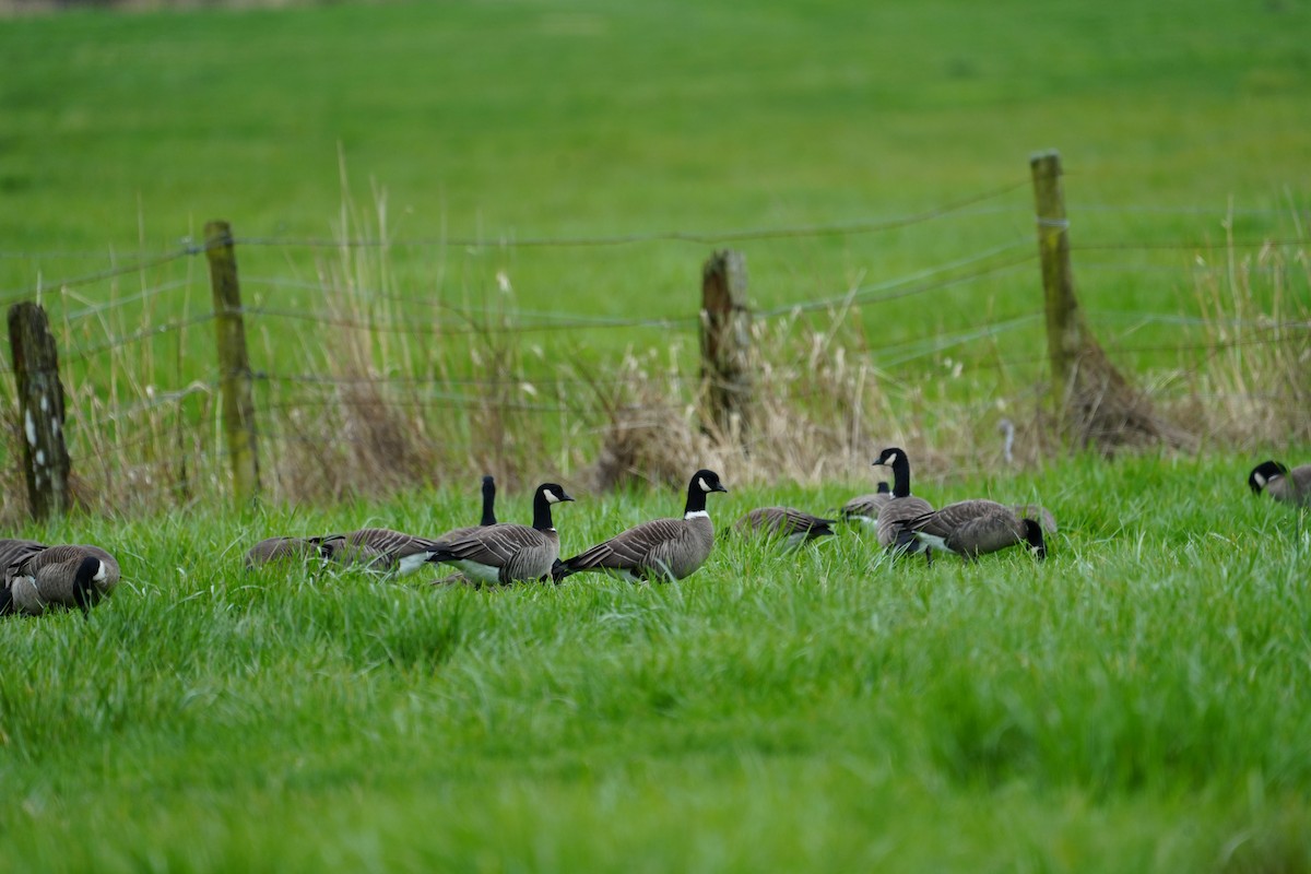 Cackling Goose (Aleutian) - ML632884604