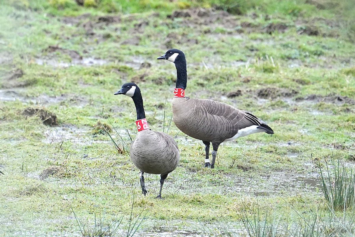 Canada Goose (occidentalis/fulva) - ML632884612