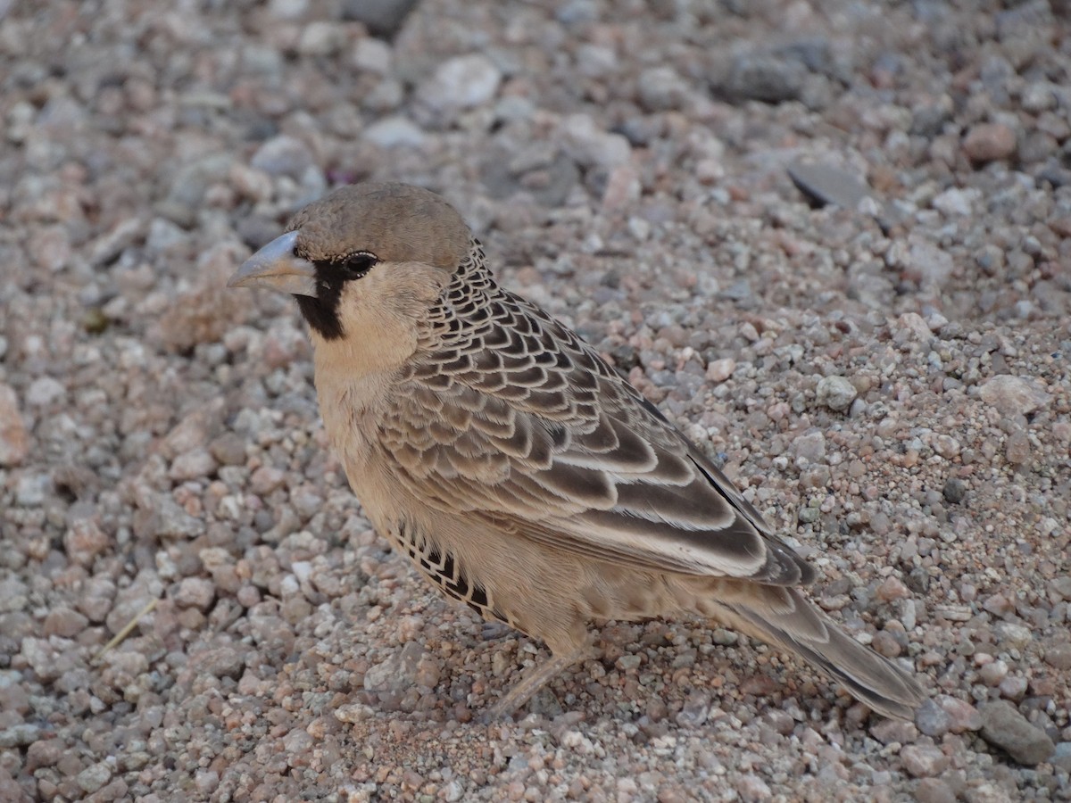 Sociable Weaver - ML632884651