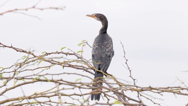 Cormoran africain - ML632884677