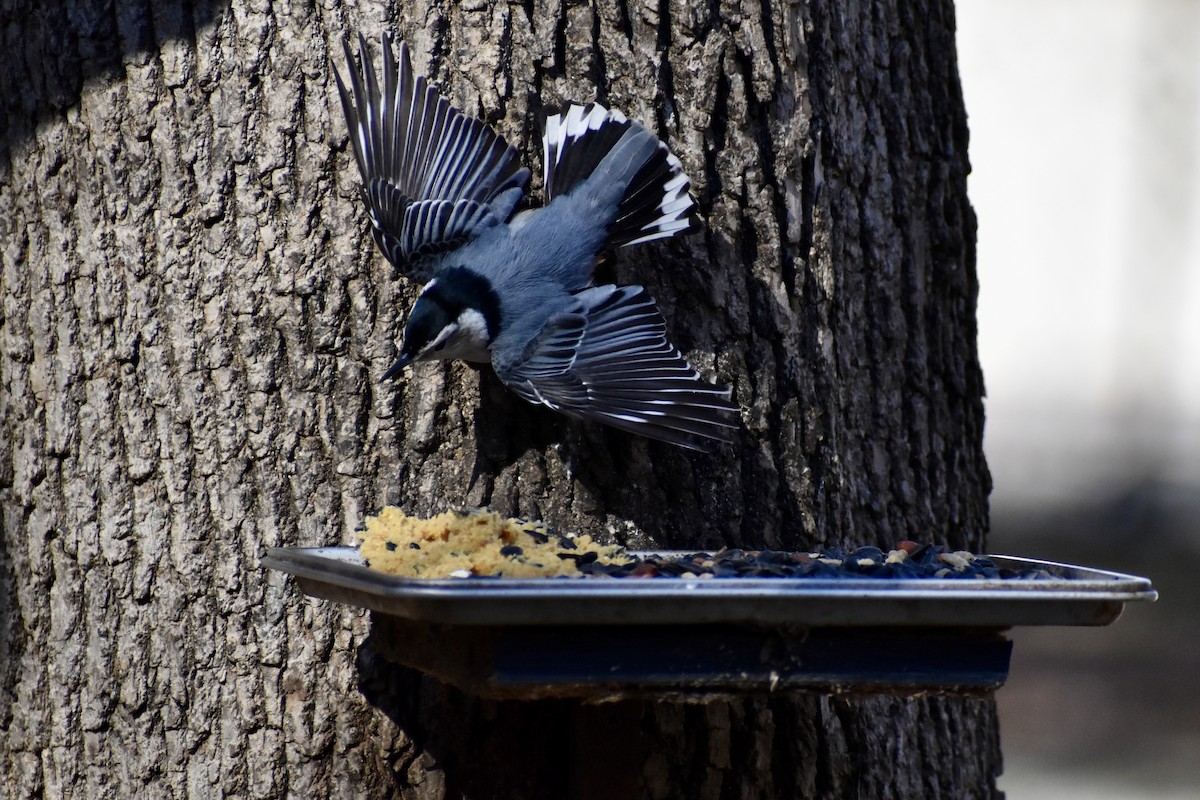 Weißbrustkleiber - ML632884825