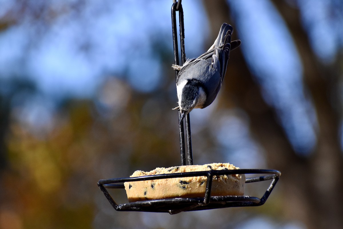 Weißbrustkleiber - ML632884827