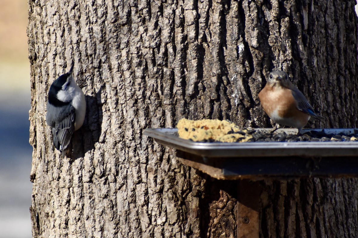 Weißbrustkleiber - ML632884828