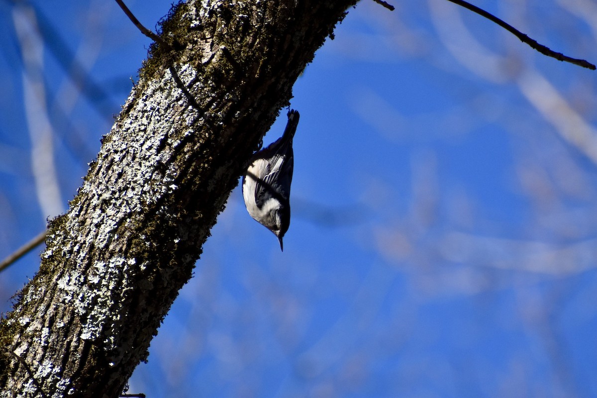 Weißbrustkleiber - ML632884830