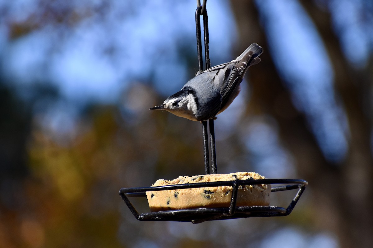 Weißbrustkleiber - ML632884831