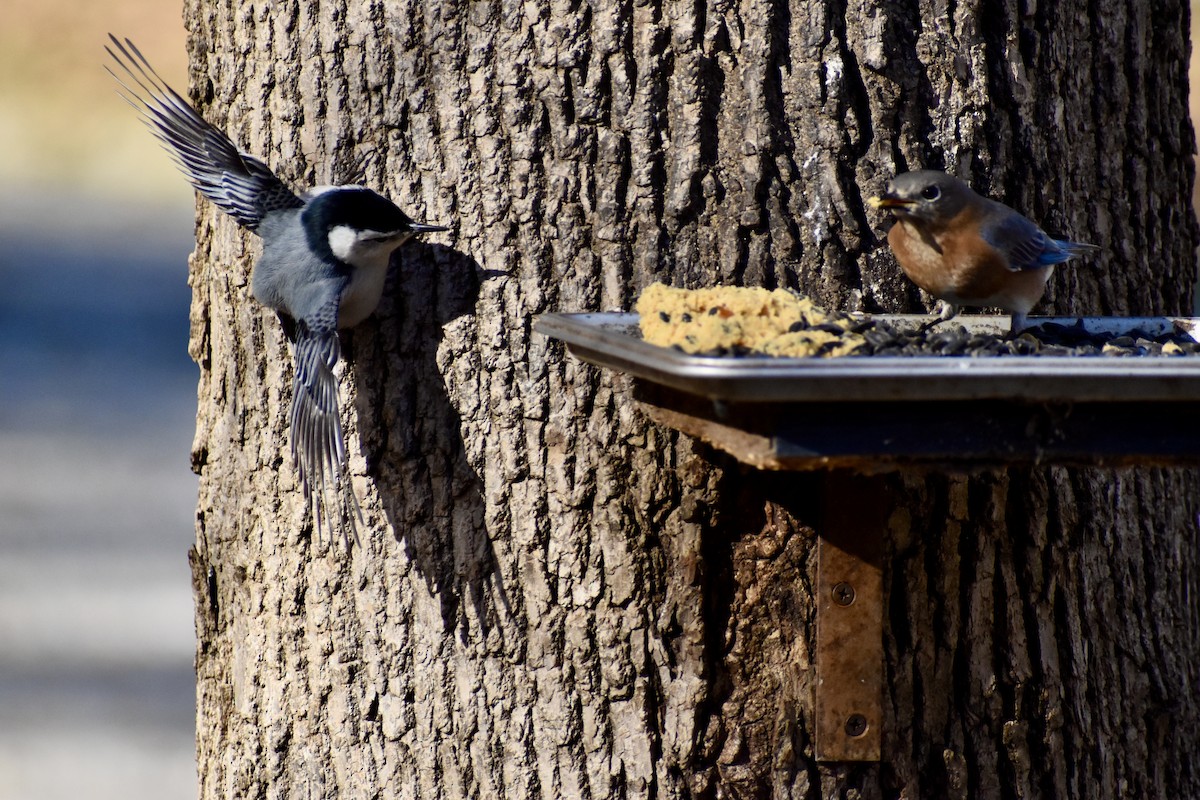 Weißbrustkleiber - ML632884832