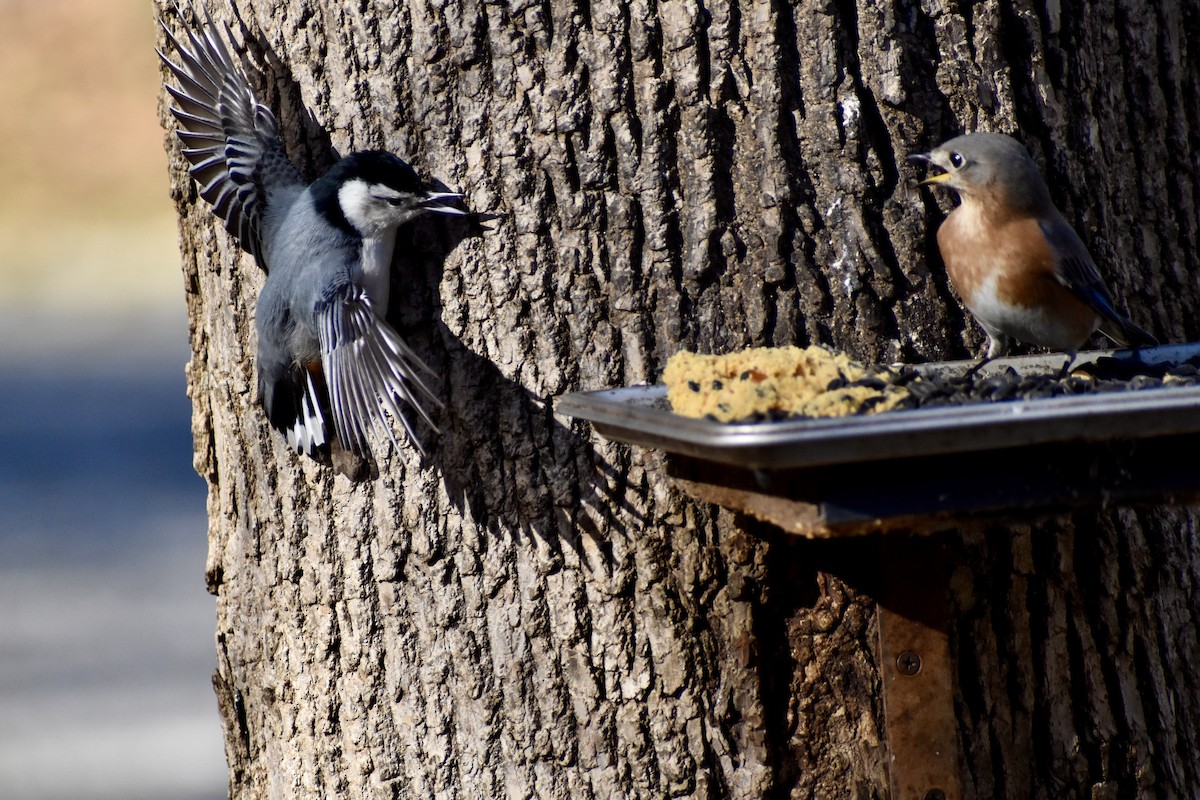 Weißbrustkleiber - ML632884834