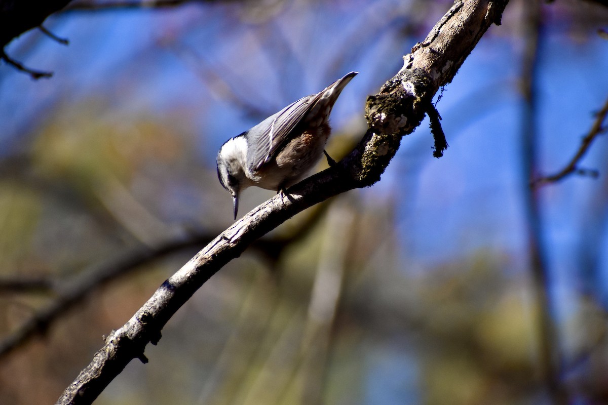 Weißbrustkleiber - ML632884835