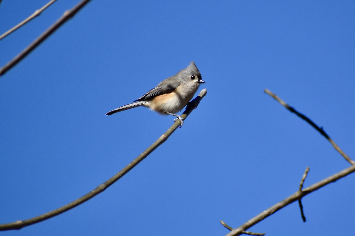 Mésange bicolore - ML632884863