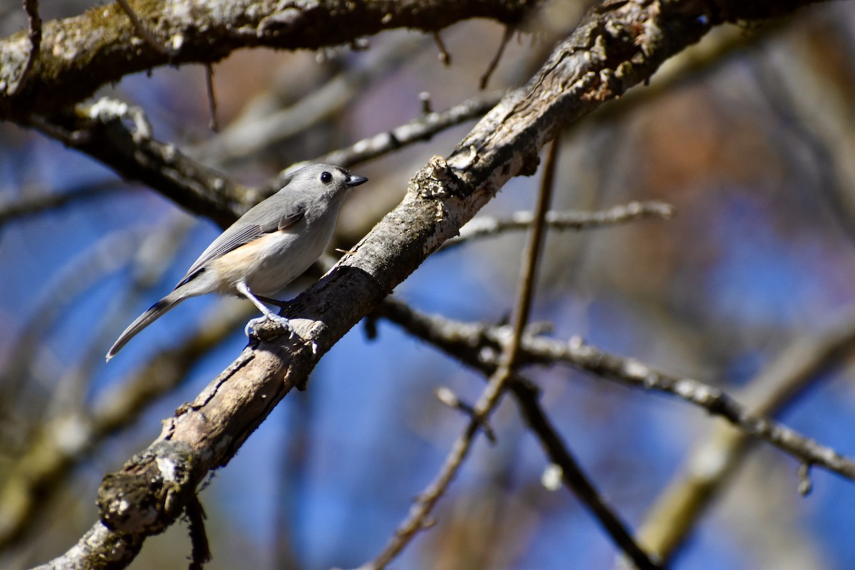 Mésange bicolore - ML632884866