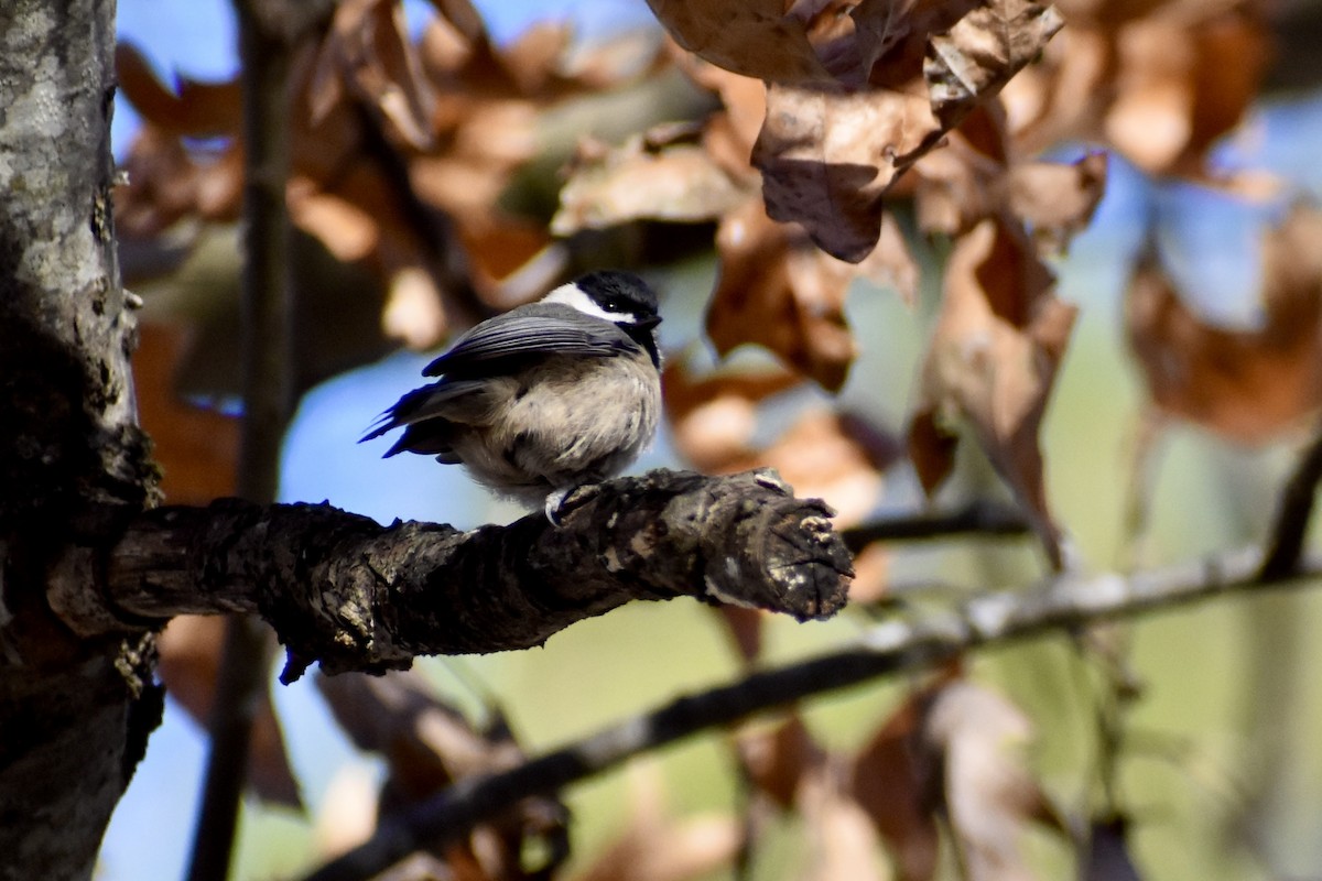Mésange de Caroline - ML632884907