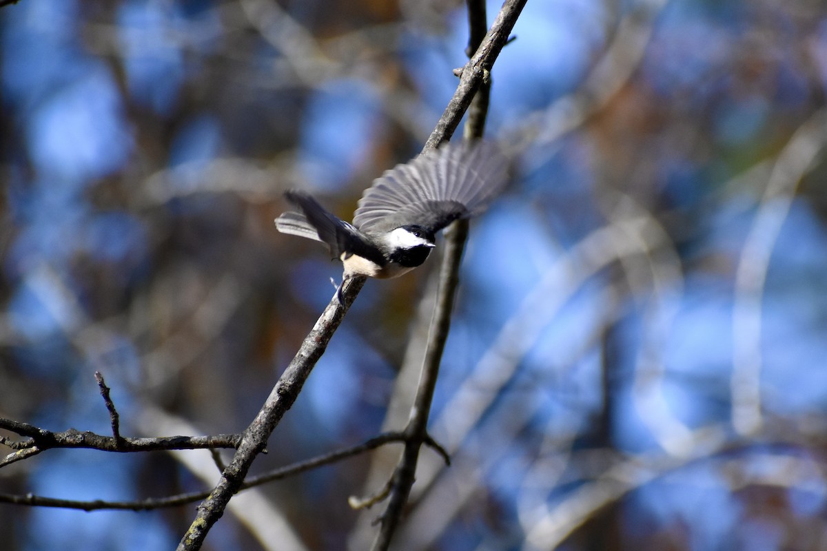 Mésange de Caroline - ML632884910