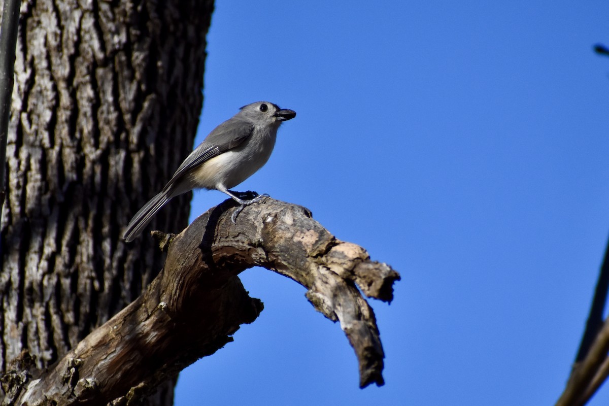 Mésange bicolore - ML632884927