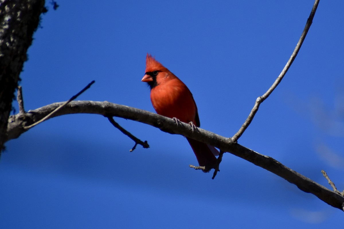 Cardinal rouge - ML632885248