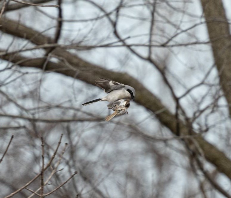 Loggerhead Shrike - ML632885422