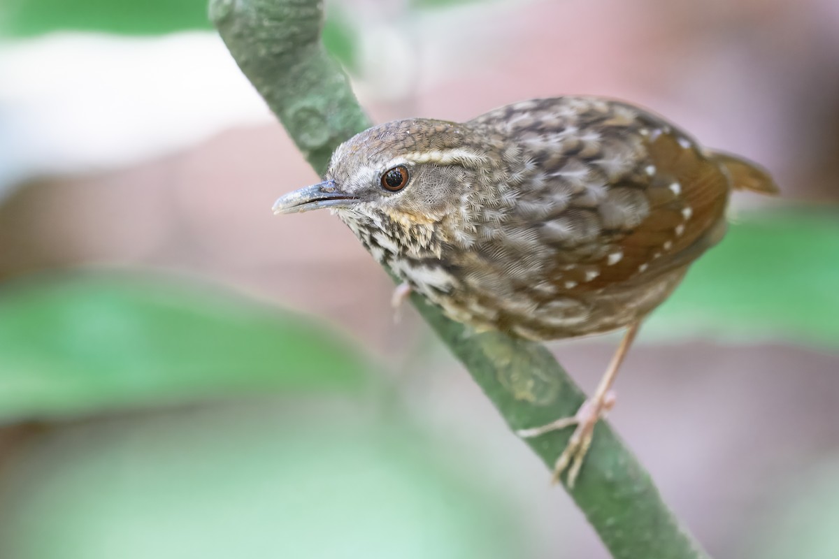 Eyebrowed Wren-Babbler - ML632885875