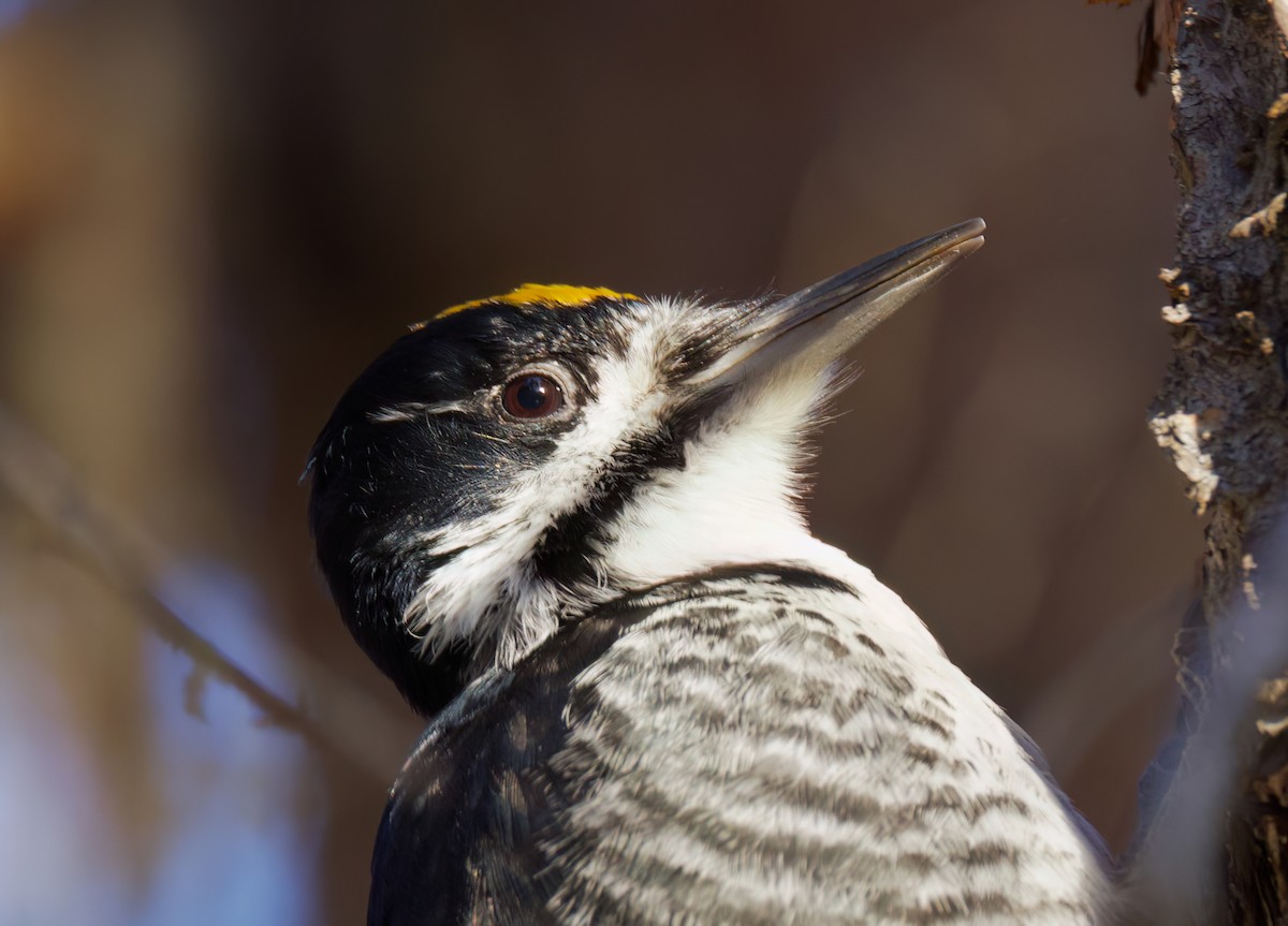 Black-backed Woodpecker - ML632885976
