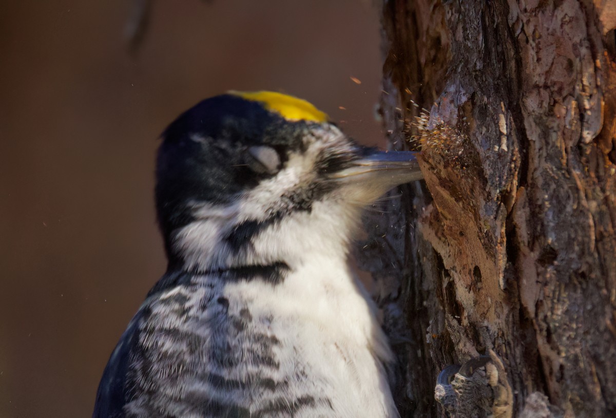 Black-backed Woodpecker - ML632885977