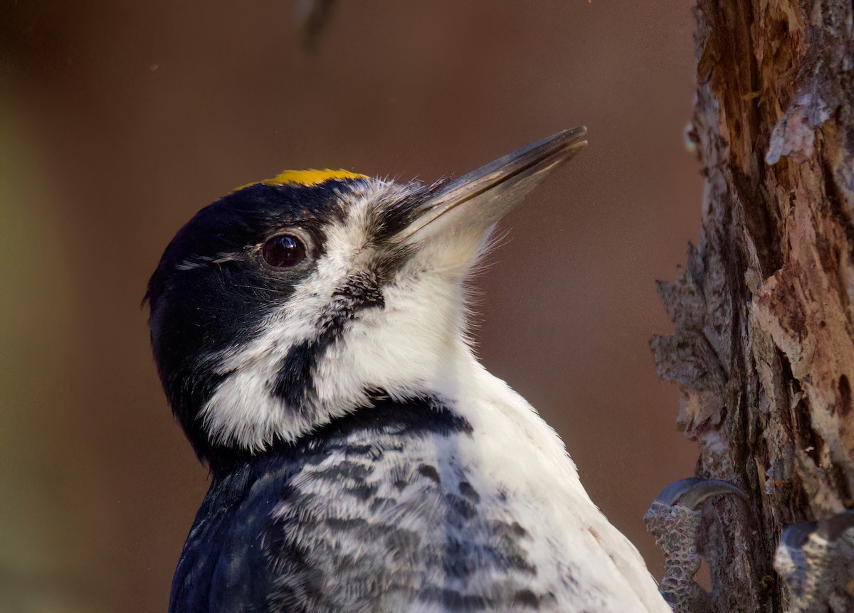Black-backed Woodpecker - ML632885978