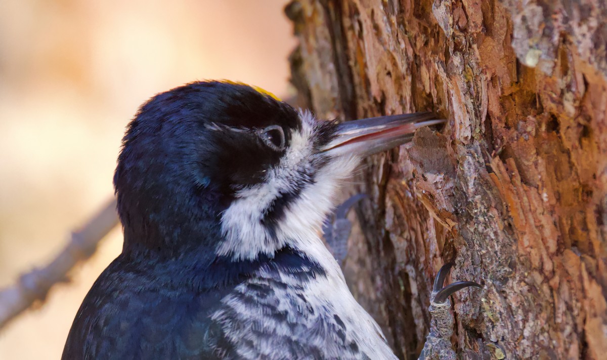 Black-backed Woodpecker - ML632885979