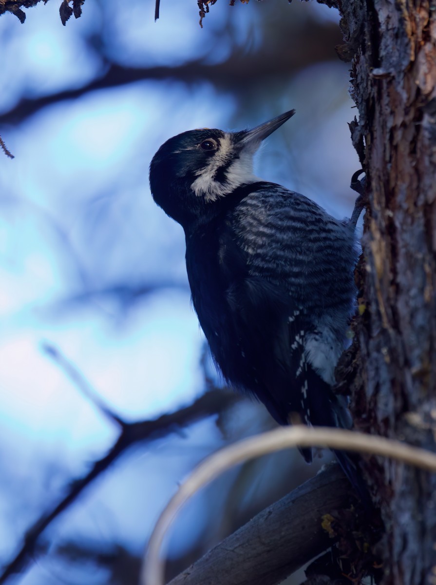 Black-backed Woodpecker - ML632885980