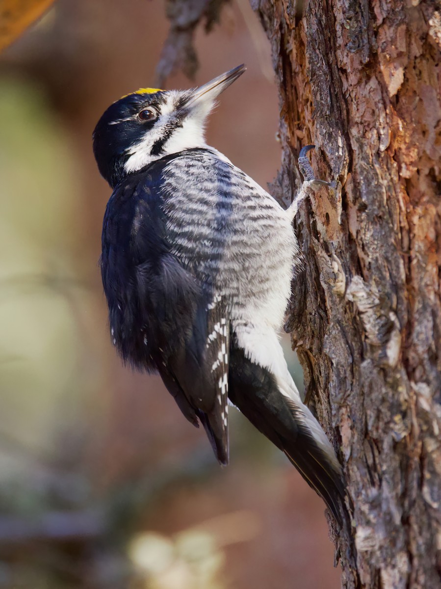 Black-backed Woodpecker - ML632885981