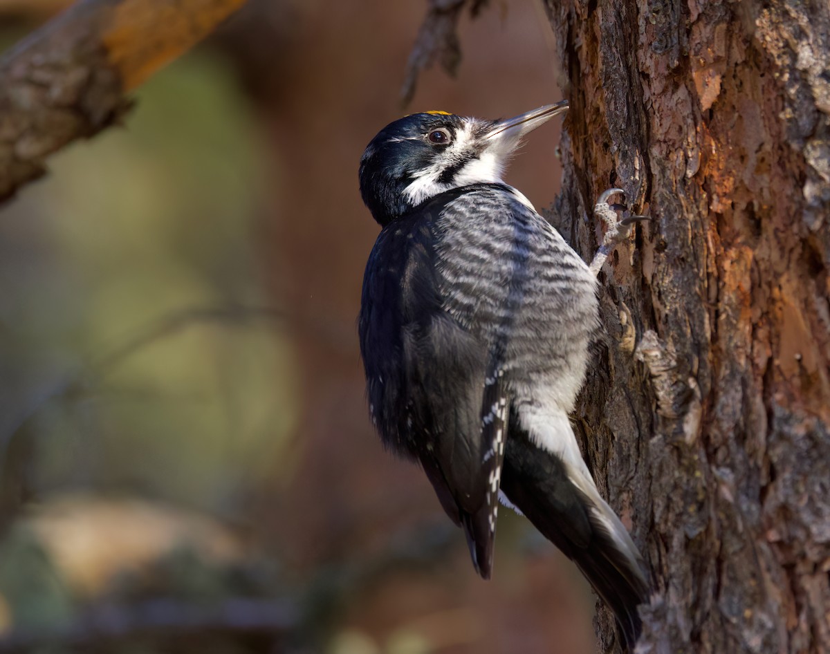 Black-backed Woodpecker - ML632885982