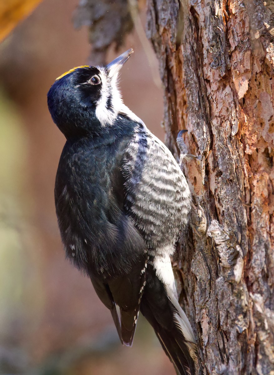 Black-backed Woodpecker - ML632885983