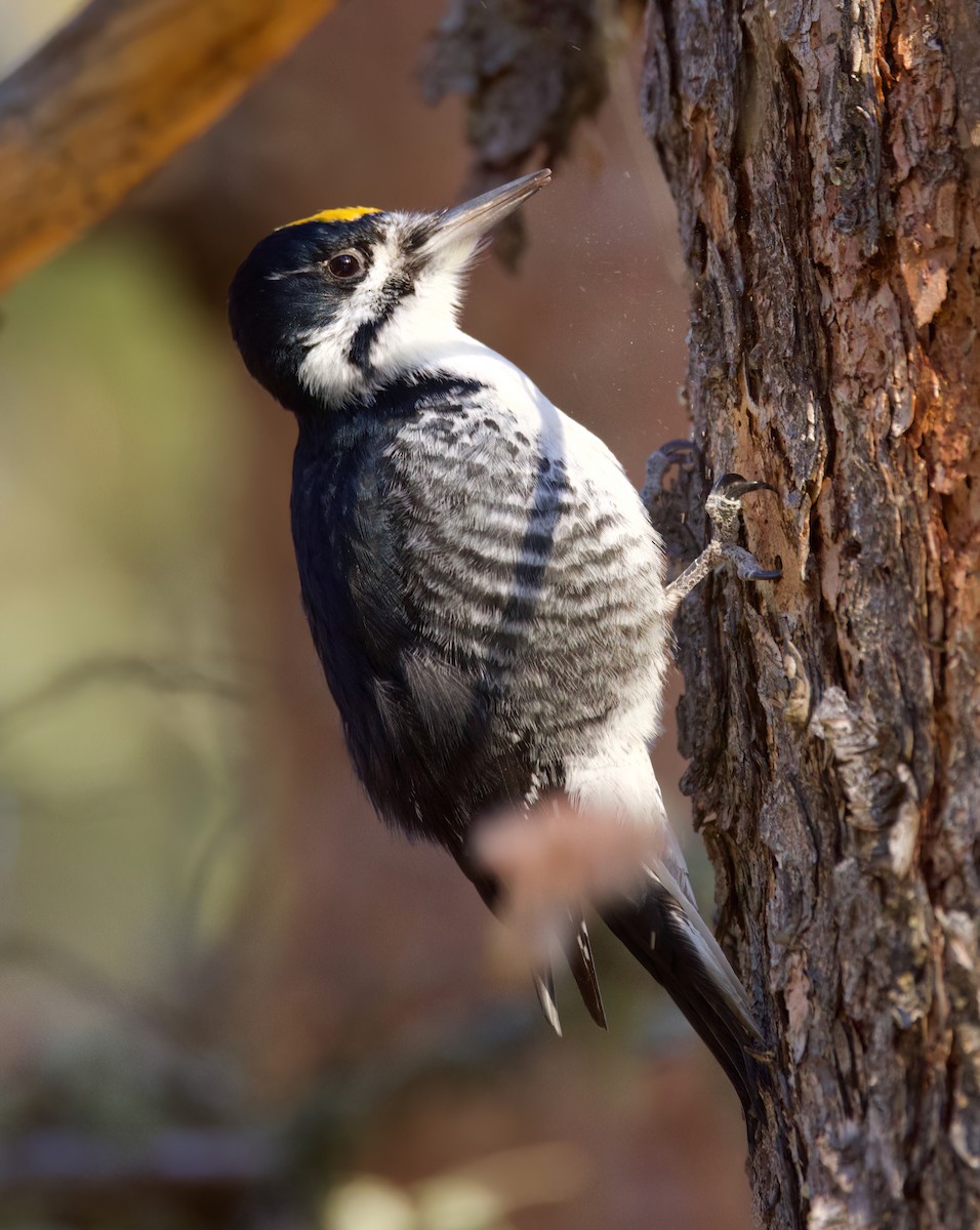 Black-backed Woodpecker - ML632885984