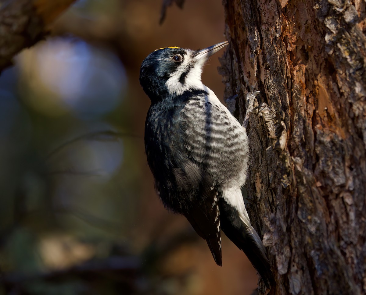 Black-backed Woodpecker - ML632885985