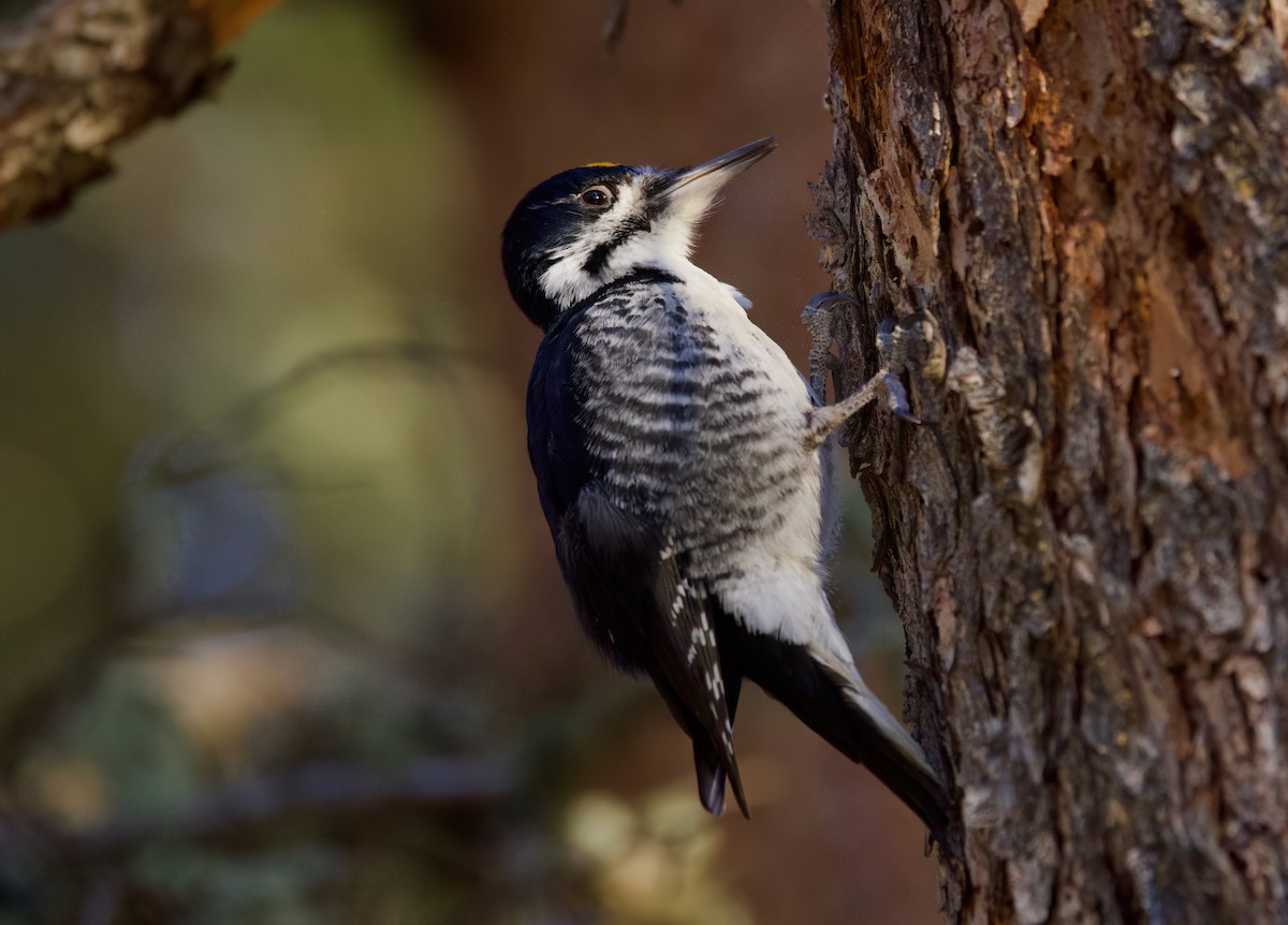 Black-backed Woodpecker - ML632885986