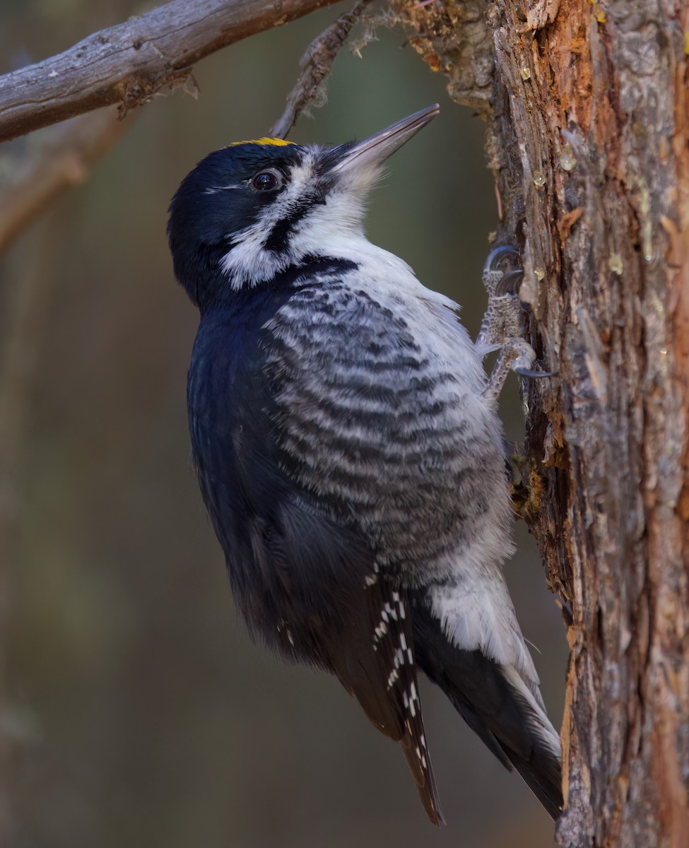 Black-backed Woodpecker - ML632885987