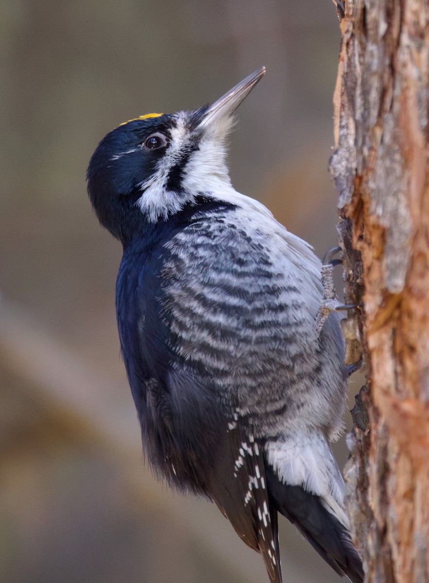 Black-backed Woodpecker - ML632885988